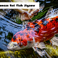 Japanese Koi Fish Jigsaw